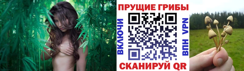 Псилоцибиновые грибы MAGIC MUSHROOMS  где купить наркоту  Енисейск 